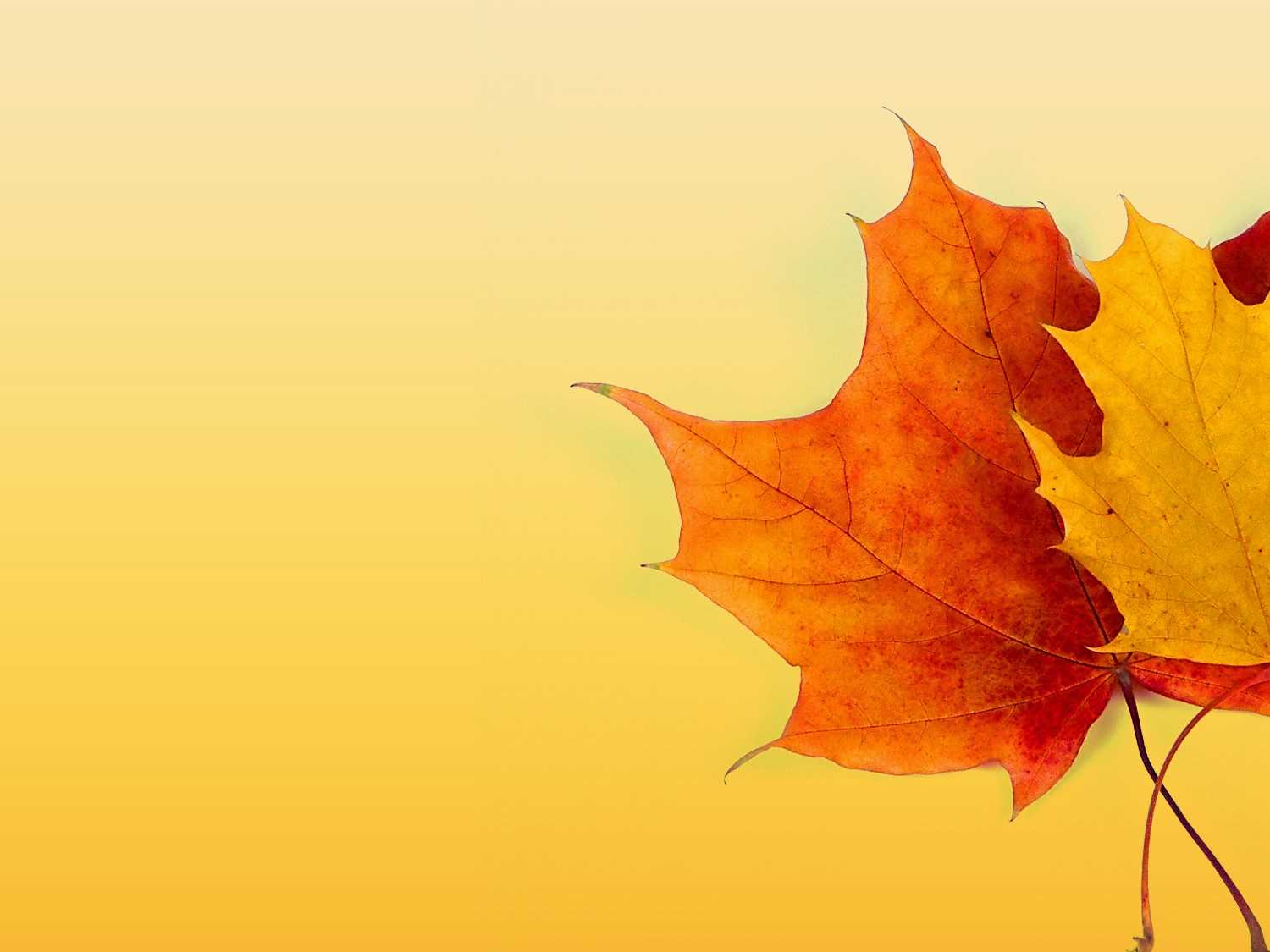 Autumn Ppt Background - Powerpoint Backgrounds For Free Regarding Free Fall Powerpoint Templates
