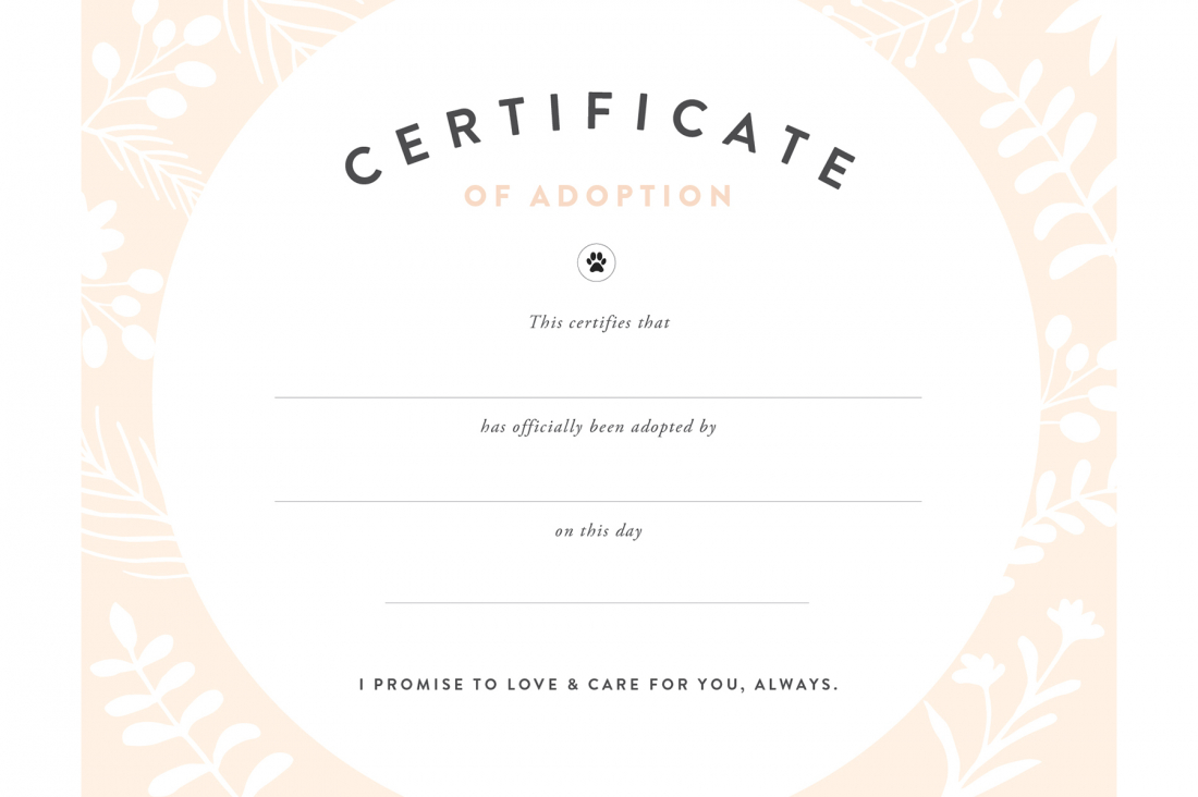 Fan Printable Adoption Certificate | Graham Website Pertaining To Blank Adoption Certificate Template