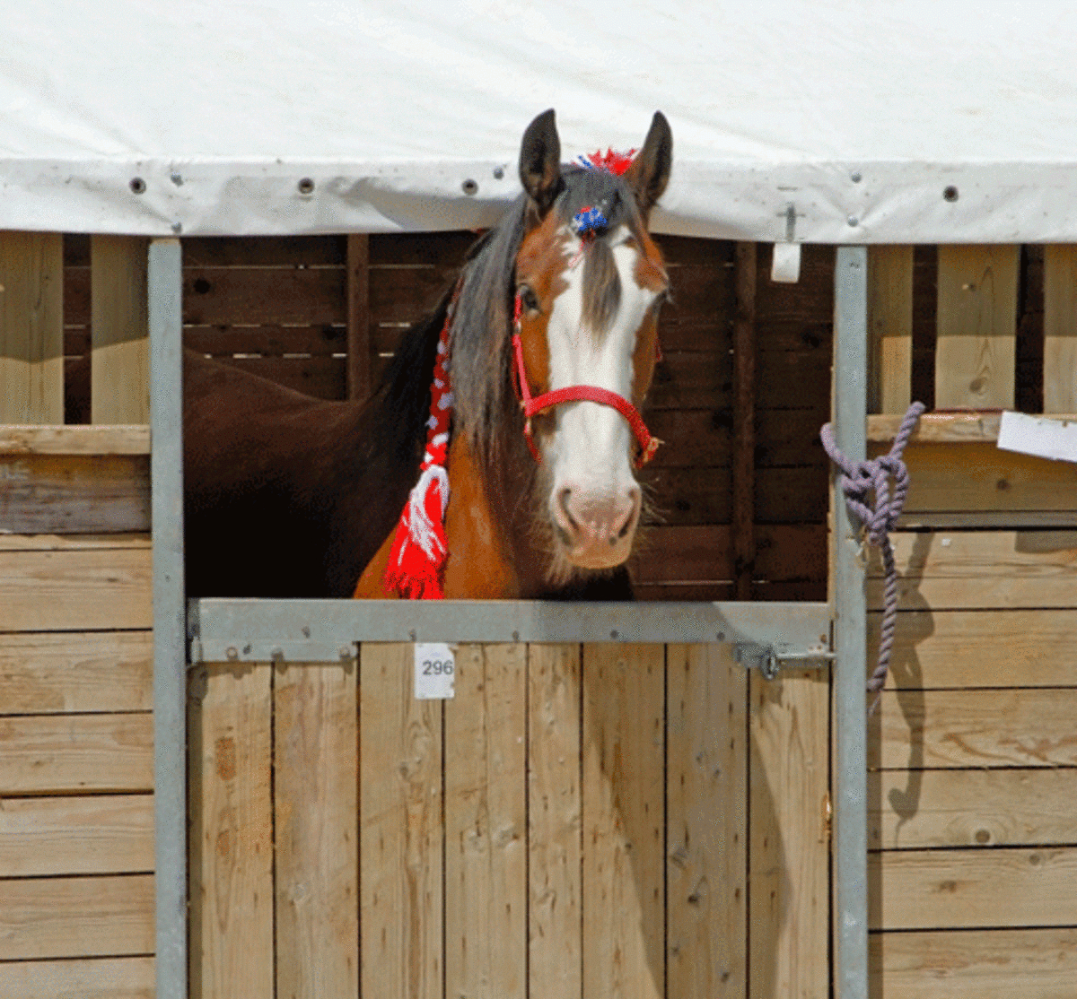 What Should Be On Your Horse's Stall Card – The #1 Resource Inside Horse Stall Card Template